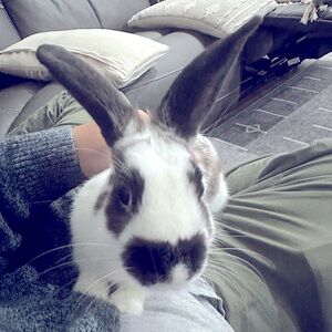 Meet your Posher, Imanuel